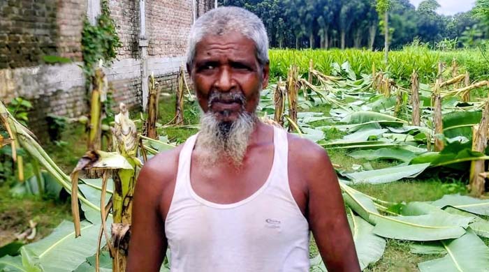 কালুখালীর মোহনপুরে রাতের আঁধারে কৃষকের কলা গাছ কেটে দিয়েছে দুর্বৃত্তরা